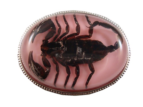 Real Scorpion with Pink Belt Buckle
